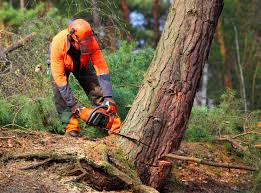 Best Seasonal Cleanup (Spring/Fall)  in Cheboygan, MI